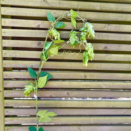 Humle 125 cm (OBS! Endast för avhämtning Båstad)