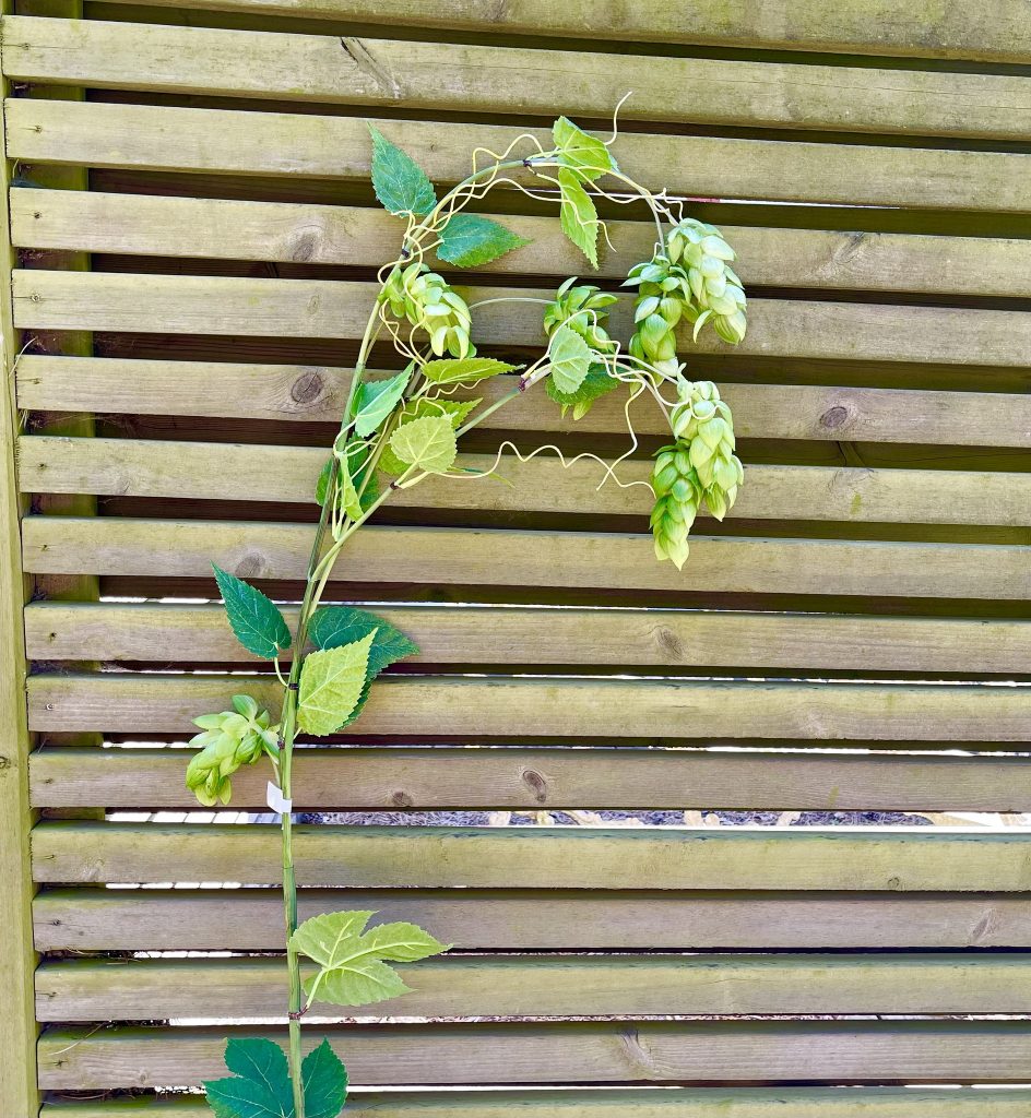 Humle 125 cm (OBS! Endast för avhämtning Båstad)