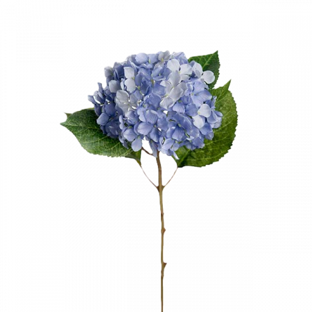 Hortensia blå 40 cm