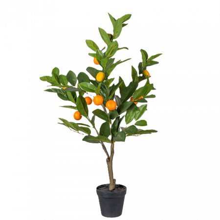 Träd citrus 70 cm