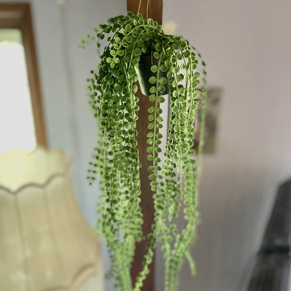 Pilea ampel 55 cm