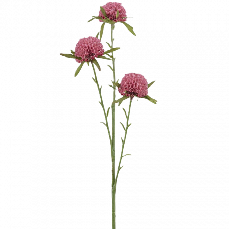 Amaranth rosa 60 cm