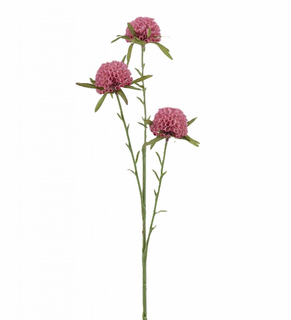 Amaranth rosa 60 cm