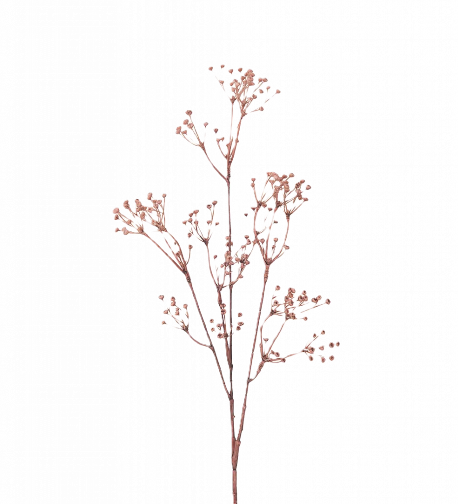Talinum rosa 65 cm