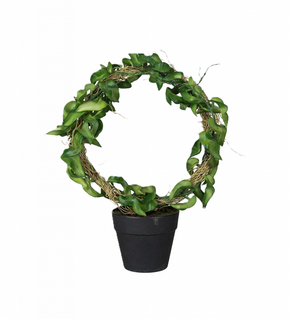 Hoya 30 cm
