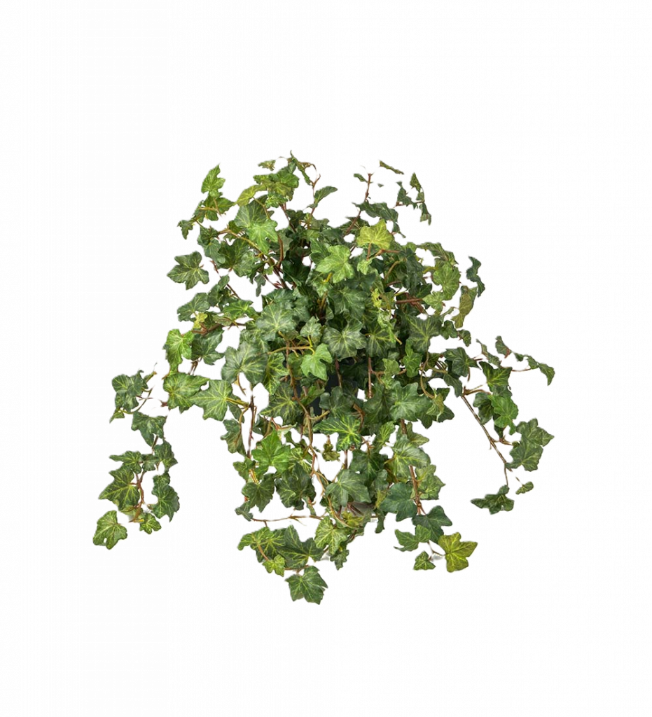 Murgröna 45 cm